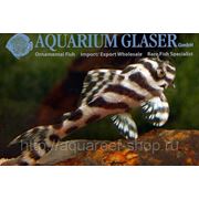 Aquarium Glaser. Анонсы и спецпредложения! фотография