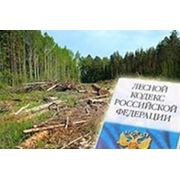 Доход от использования лесов в Кузбассе вырос почти на 15% фотография