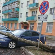 В Новгороде ветер повалил несколько деревьев фотография