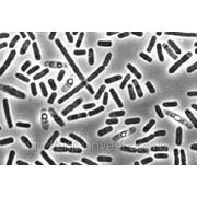Самый прочный в мире клей производится бактериями фотография