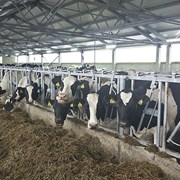 Как достичь 13.2 тонны молока с коровы. фотография