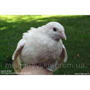 Птенцы белого английского перепела,дата рождения 20.06.2013г. фотография