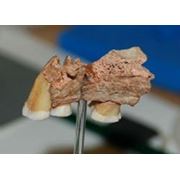 Оспорена дата древнейшей человеческой челюсти в Европе фотография