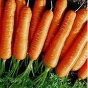 Морковь, свекла столовая фотография