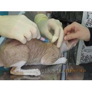 Вакцина Пуревакс RCPCh против вирусных заболеваний кошек и хламидиоза в наличии! фотография