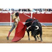 В Испании запретили бои быков фотография