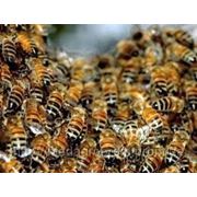 Гель на пчелином подморе фотография