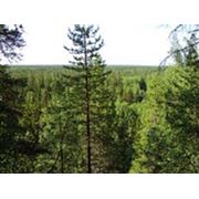 В Омской области в 2012 году более 45 тысяч гектаров лесного фонда передано в аренду фотография