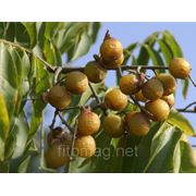 Мыльные орехи (сухой плод без косточки!), Рита, Арита, Sapindus Mukorossi, Reetha, Ritha, натуральное моющее средство фотография