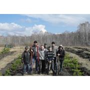 В Омской области созданы новые школьные лесничества фотография