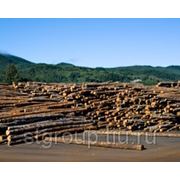 Общий запас древесины РФ составляет 83,1 млрд м3 фотография