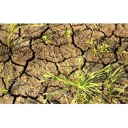 К 6 августа от засухи в России погибли более 5,5 млн. га посевов сельхозкультур фотография