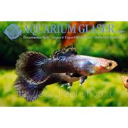 Обновлённый прайс-лист на рыбок от Aquarium Glaser для поставки 26 Февраля! фотография