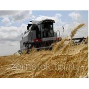 Россия вышла на второе место в мире по объемам экспорта пшеницы. фотография