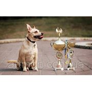 Выставка Беспородных собак Кубок Барбоса 2013 фотография