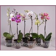 Новое поступление мини -орхидей в Viva Rosa!!! фотография