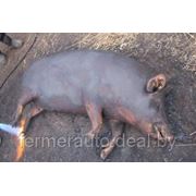 Белорусские власти начали использовать тактику выжженной земли вокруг свинокомплексов фотография