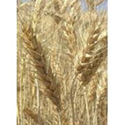 насіння ярої пшениці фотография