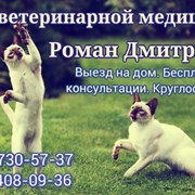 Кастрация кота О93-4О8-О9-З6 Харьков. фотография