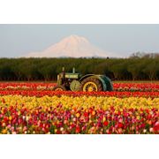 21 марта 2013 года открывается парк тюльпанов – Кейкенхоф в Нидерландах фотография