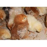 Цыплята-несушка суточные Ломан-Брауд и Род-Айленд! фотография