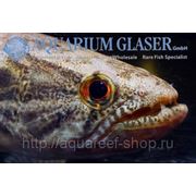Обновленный прайс-лист от Aquarium Glaser для поставки 29 Января фотография