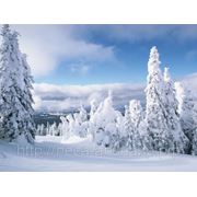 Зима с Альнаир! фотография