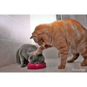 Почему кошки иногда отказываются от еды? фотография