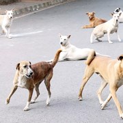 Бродячие псы в Краснодаре фотография