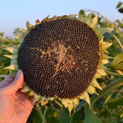 Продам насіння соняшнику Серджіо ШТ фотография