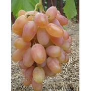 Саженцы винограда ( вегетирующие ) фотография