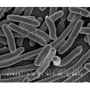 Россельхознадзор обнаружил "бактерии группы кишечной палочки" в продукции трех белорусских предприятий фотография