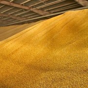 Россия ежегодно теряет 7 миллионов тонн зерна фотография