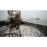 Компания South-Fish готовится к вылову массовой рыбы Хамса! фотография