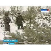 В Омской области началась заготовка елей к Новому году фотография