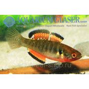 Обновленный прайс-лист на рыбок от Aquarium Glaser для поставки 18 Мая! фотография
