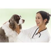 Хорошая новость для ветеринарных врачей! фотография