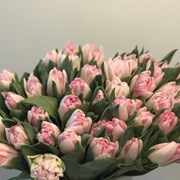 Луковицы тюльпанов из Голландии для выгонки фотография