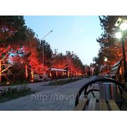 Завершили подсветку сосен в парке "8 озёр" фотография