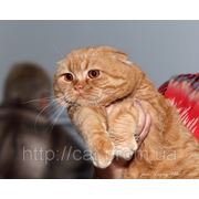На выставках кошек я мысленно благодарю Вас,Мариночка,за такого прекрасного суперпородистого Шотландского вислоухого котика ! фотография