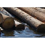На ООО «Лесопромышленный комплекс» (Шарья) зимнюю древесину принимают круглосуточно фотография