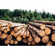 Евгений Марков: Проблемы лесопромышленного комплекса актуальны фотография