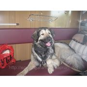 Новые правила железнодорожных перевозок собак фотография