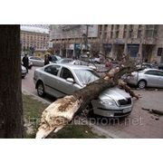 Ураганный ветер в Киеве: рухнуло более десяти деревьев, два человека в больнице фотография