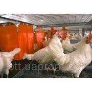 Ъ: Украина ограничила поставки курятины в Таможенный союз фотография