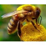 Экстракт-концентрат пчелиного подмора фотография