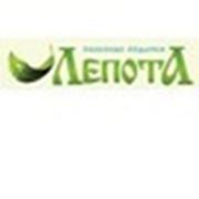 Логотип компании ООО “Лепота“ (Иркутск)