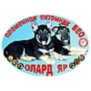 Логотип компании Племенной питомник РКФ «ОЛАРД ЯР» (Москва)