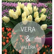 Логотип компании Vera&Valera (Пинск)
