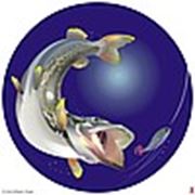 Логотип компании Интернет магазин «MenFish.by» (Минск)
